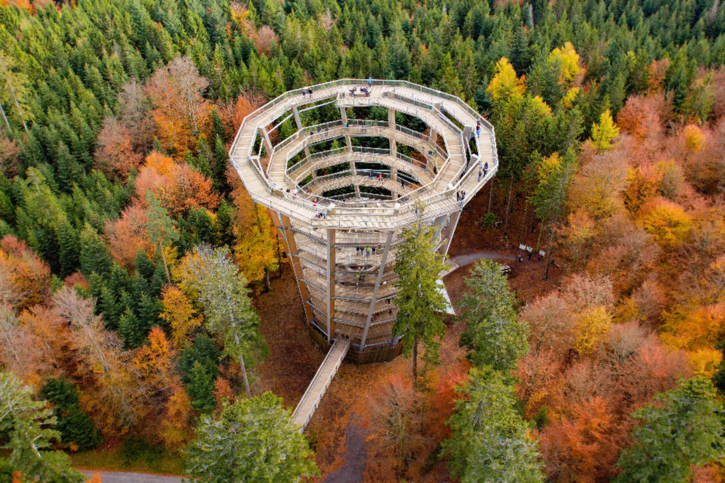 Vorschaubild von Baumwipfelpfad Schwarzwald