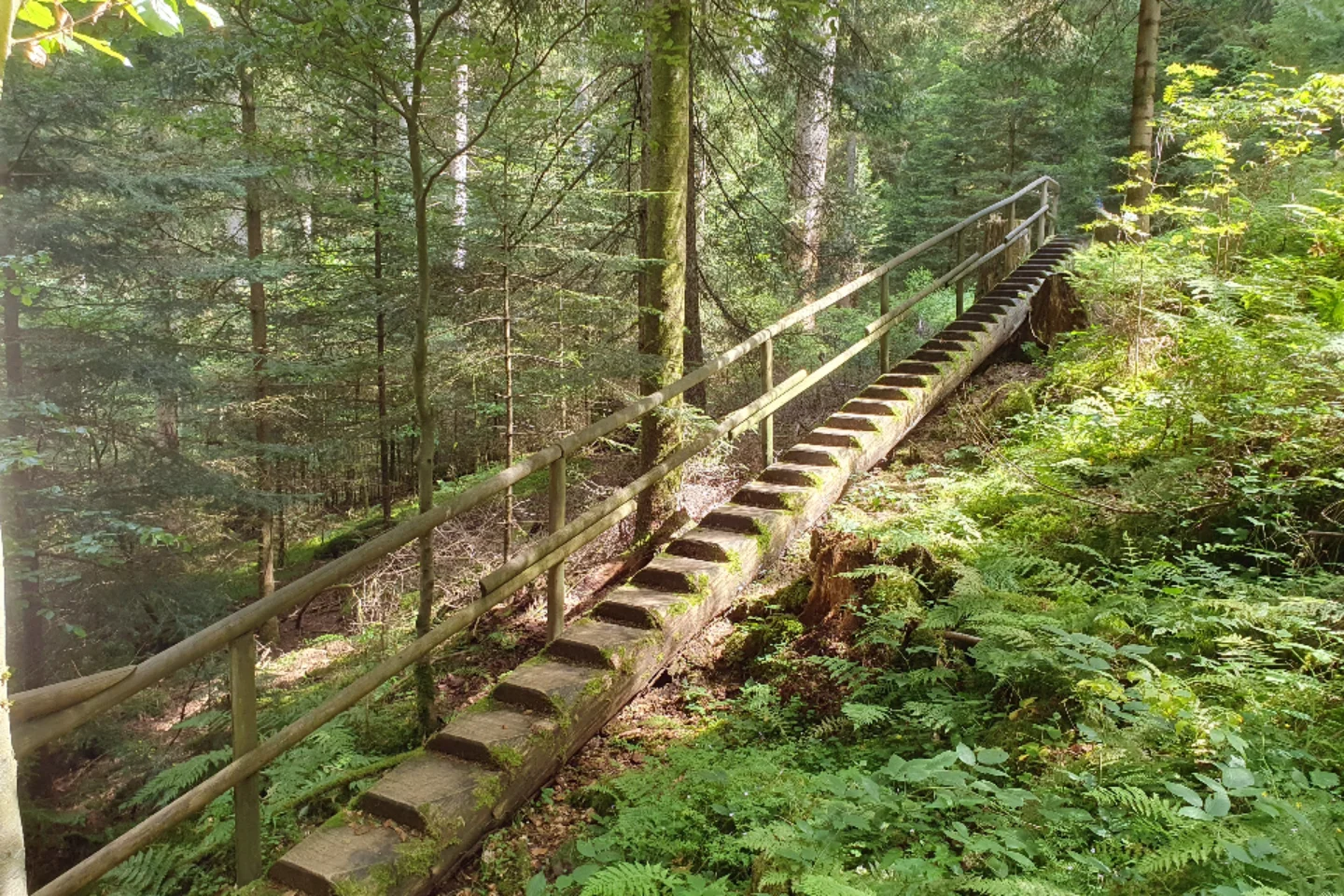 Vorschaubild von Holzweg Baiersbronn