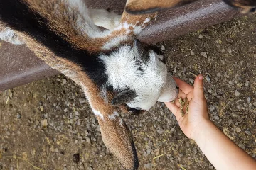 Preview Bild von Tierpark Bretten