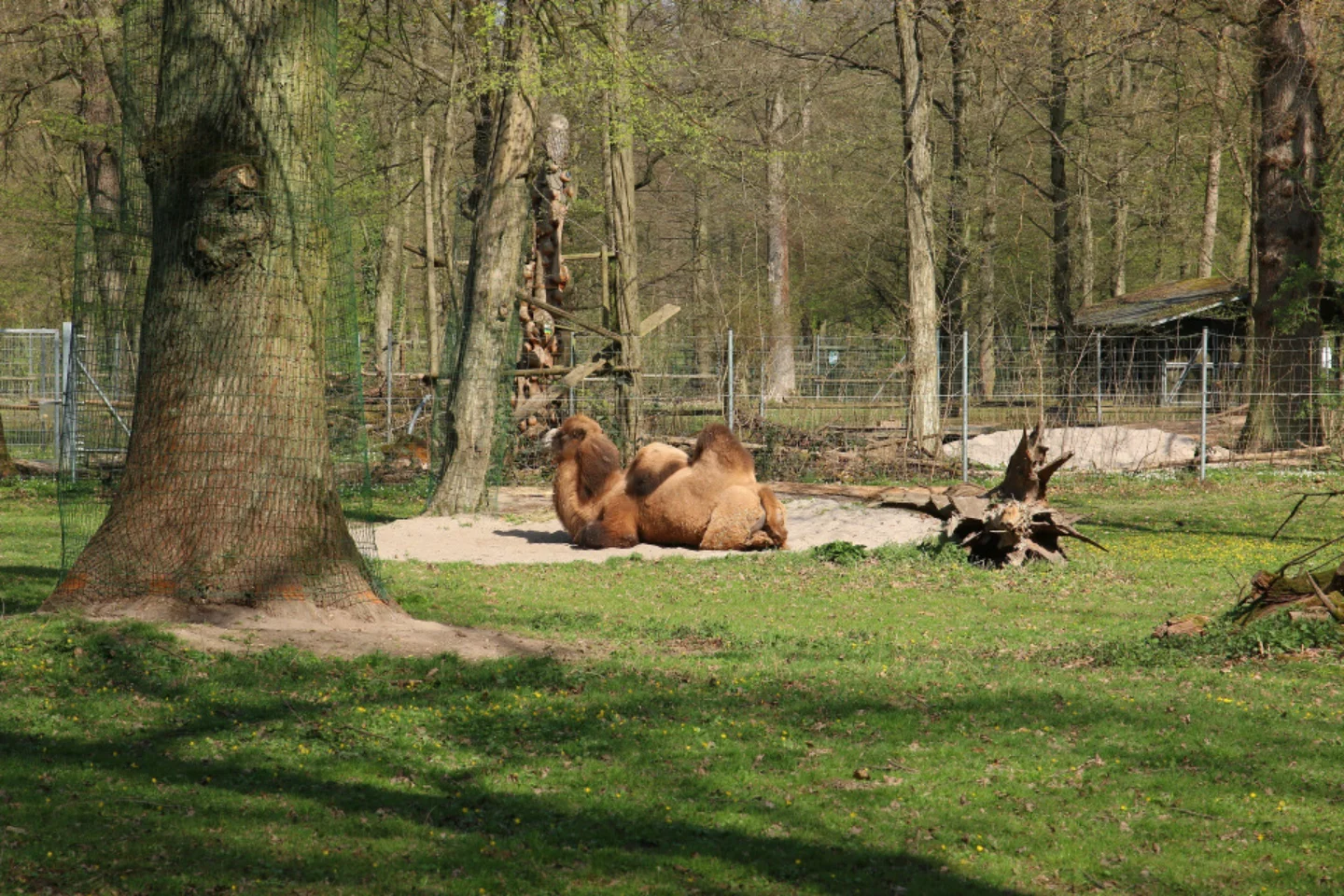 Vorschaubild von Tierpark Oberwald