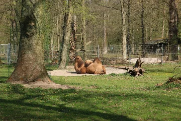 Preview Bild von Tierpark Oberwald