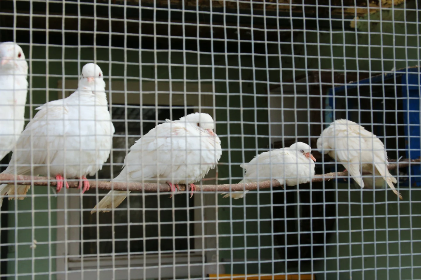 Vorschaubild von Vogelpark Neureut