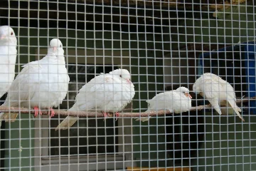 Preview Bild von Vogelpark Neureut