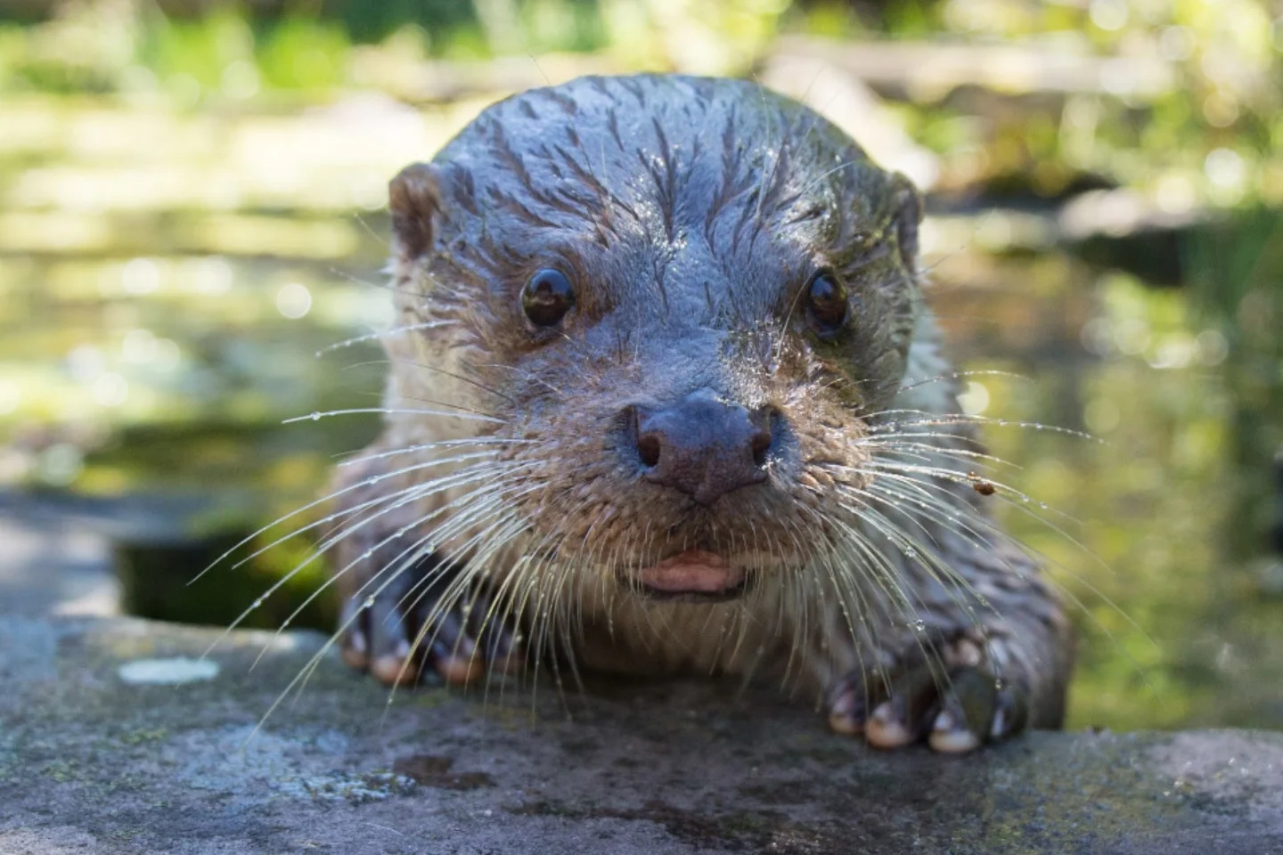 Vorschaubild von Wildpark Pforzheim