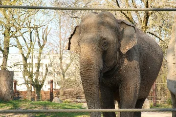 Preview Bild von Zoologischer Stadtgarten Karlsruhe